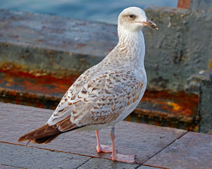 White and grey seagull