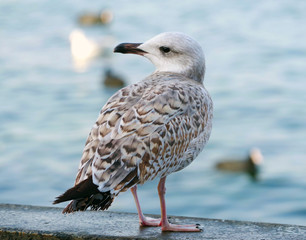 White and grey seagull