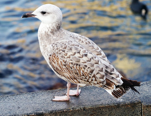 White and grey seagull