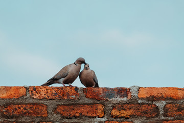 Two doves sitting on a brick wall