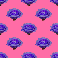 Obraz na płótnie Canvas Pattern of deep purple buds on pink colored background. Gift of flower for international women day.
