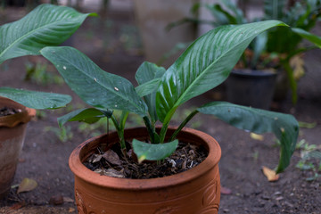 young plant in a pot