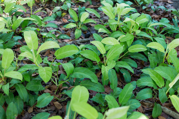 young plants in the garden