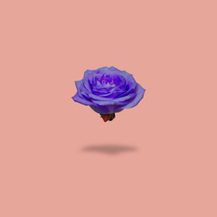 A deep purple rose bud hovers in the air on a rose quartz colored background. Gift of flower for international women day.