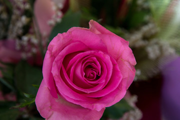 Beautiful pink roses, close-up of a flower in a shop, selective focus, blooming bouquet for 8 march holiday