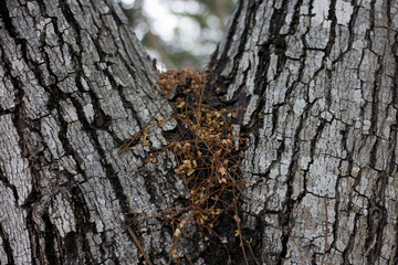 bark of a tree