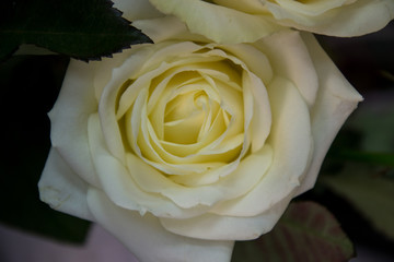 Beautiful white roses, close-up of a flower in a shop, selective focus, blooming bouquet for 8 march holiday