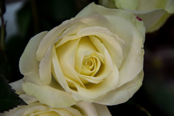 Beautiful white roses, close-up of a flower in a shop, selective focus, blooming bouquet for 8 march holiday