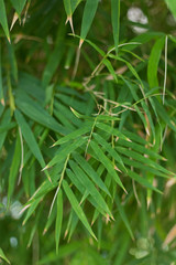 dew on grass