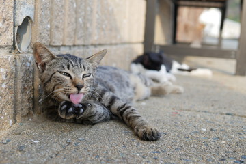 Obraz premium 野良猫