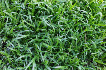 green leaves background