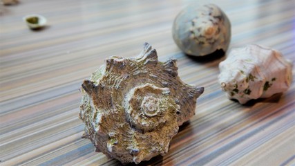 seashells on a striped countertop