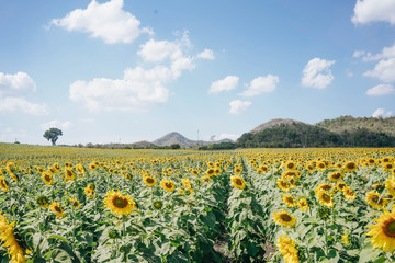 Fototapeta na wymiar Beautiful Landscape of sunflowers blooming in the field with mountain range horizon background with sunlight.