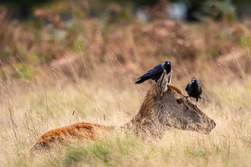 Deer and jackdaws