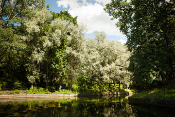  abandoned green park with a lake on a sunny summer day, a place for privacy, a place for walking