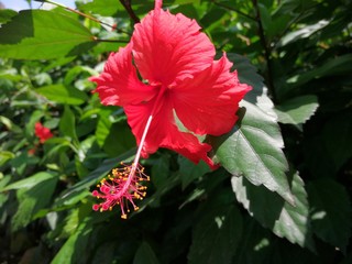 red flower in garden