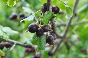 On the branch are ripe berries of Yoshta