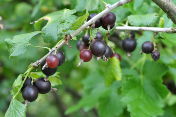 On the branch are ripe berries of Yoshta