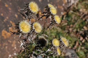 Planta silvestre con colores amarillos en un sendero en invierno