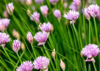 blooming onion, purple flowers on green stems close-up