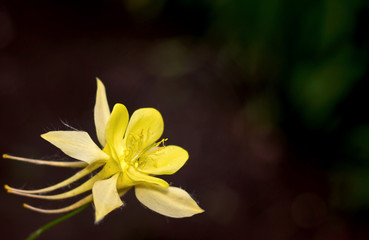 large yellow aquilegia flower on a dark background, place for text