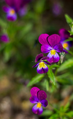 Fototapeta na wymiar garden violets bloom, pansies small purple with yellow flowers