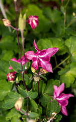 large aquilegia flowers pink and white