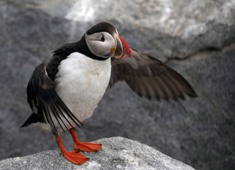 bird, puffin, nature, animal, wildlife, sea, black, seagull, birds, beak, white, penguins, gull, snow, animals, cold, ocean, water, Antarctica, puffin, guillemot, seabird, wild, crow, winter
