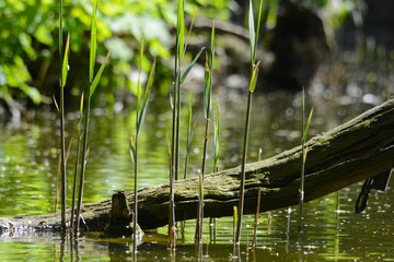portraits of wild animals