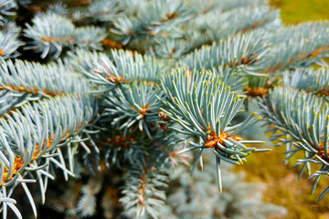 Naklejka na ściany i meble Closeup of Colorado Blue Spruce Tree, Nature.