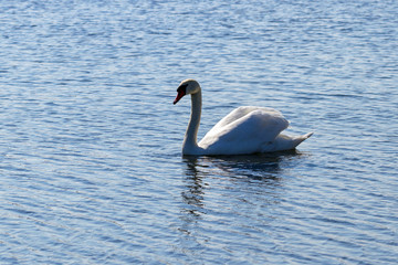 Swan on a lake.