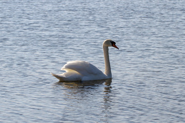 Swan on a lake.