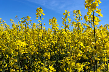 Blooming canola field.