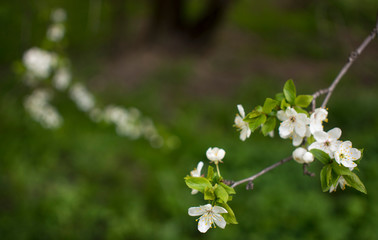 Spring flowering: branches of flowering apple or cherry in the park. White flowers of an apple tree or cherry on a background of nature.
