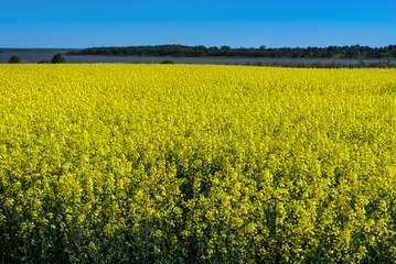 Blooming canola field.