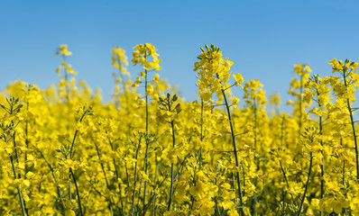 Blooming canola field.