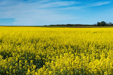 Fototapeta premium Blooming canola field.