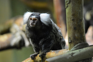 portraits of wild animals