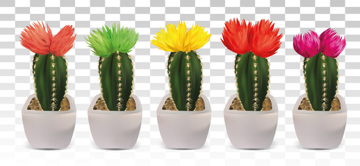 Big collection 3d realistic cactuses in pots. Cactuses with colorful flower. Decorative cactuses on transparent background.Beautiful icon.Illustration