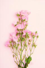 Fototapeta na wymiar Beautiful pink roses flower bouquet on pink background