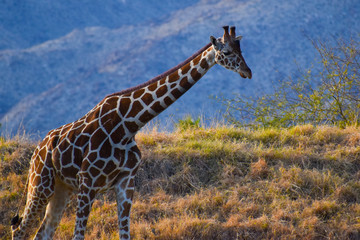 giraffe on Safari