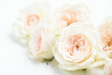 Beautiful white roses flower for background