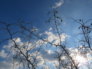 thorns and white cloud in blue sky