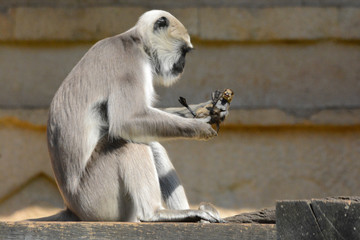 Obraz premium portraits of wild animals