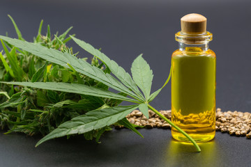  Hemp oil cbd, Cannabis herb and leaves for treatment, Extract from hemp oil.
