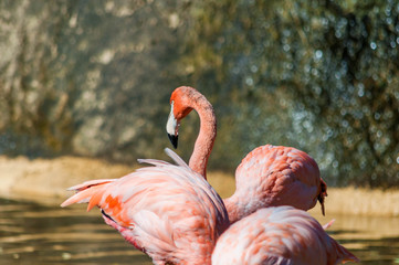 Flamants roses.