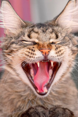 Naklejka premium Cute tabby fluffy cat widely opens his mouth with a mad expression. Showing the teeth and pink tongue, eyes closed, mews or yawns. Indoors, copy space, close up, selective focus.