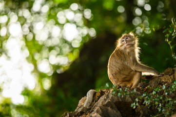 Long tailed macaque, natural environment, close up, wildlife, Macaca fascicularis, Asia