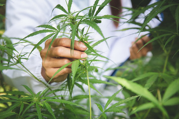 Fototapeta na wymiar Female scientist checking and researched cannabis plants. marijuana alternative herbal medicine concept.
