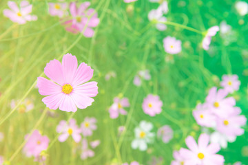 Cosmos blooming flower at meadow in spring, Pastel colour flowers background